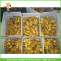 Shandong Fresh Ginger precio al por mayor caja de 5 kg